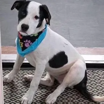 A young medium-sized female Black Mixed Breed dog named Carter for adoption in Effingham, IL