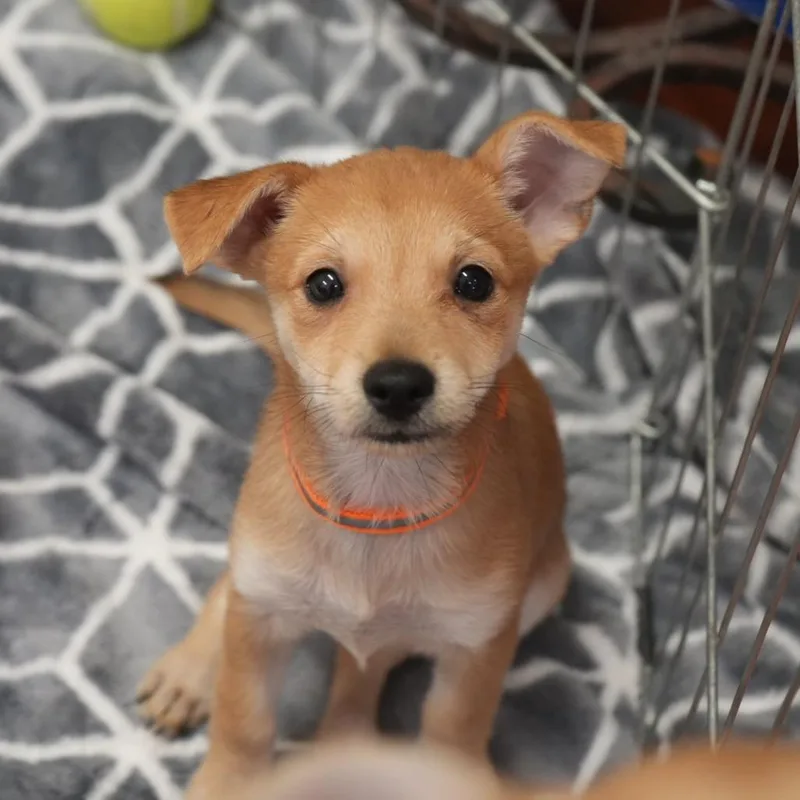 A baby small-sized female Chihuahua dog named Pumpkin for adoption in Coachella, CA