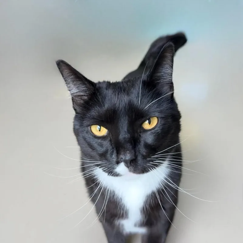 An adult large-sized male Domestic Short Hair cat named Gambino for adoption in State College, PA