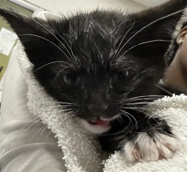 A baby small-sized male Domestic Short Hair cat named Brody for adoption in Upper Marlboro, MD