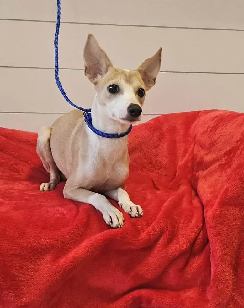 Catalina thumbnail 4