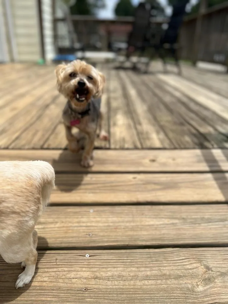 An adult small-sized female Yorkshire Terrier dog named China for adoption in Milton, GA