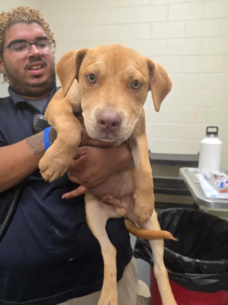 A baby medium-sized male Pit Bull Terrier dog named Piglet for adoption in Winder, GA