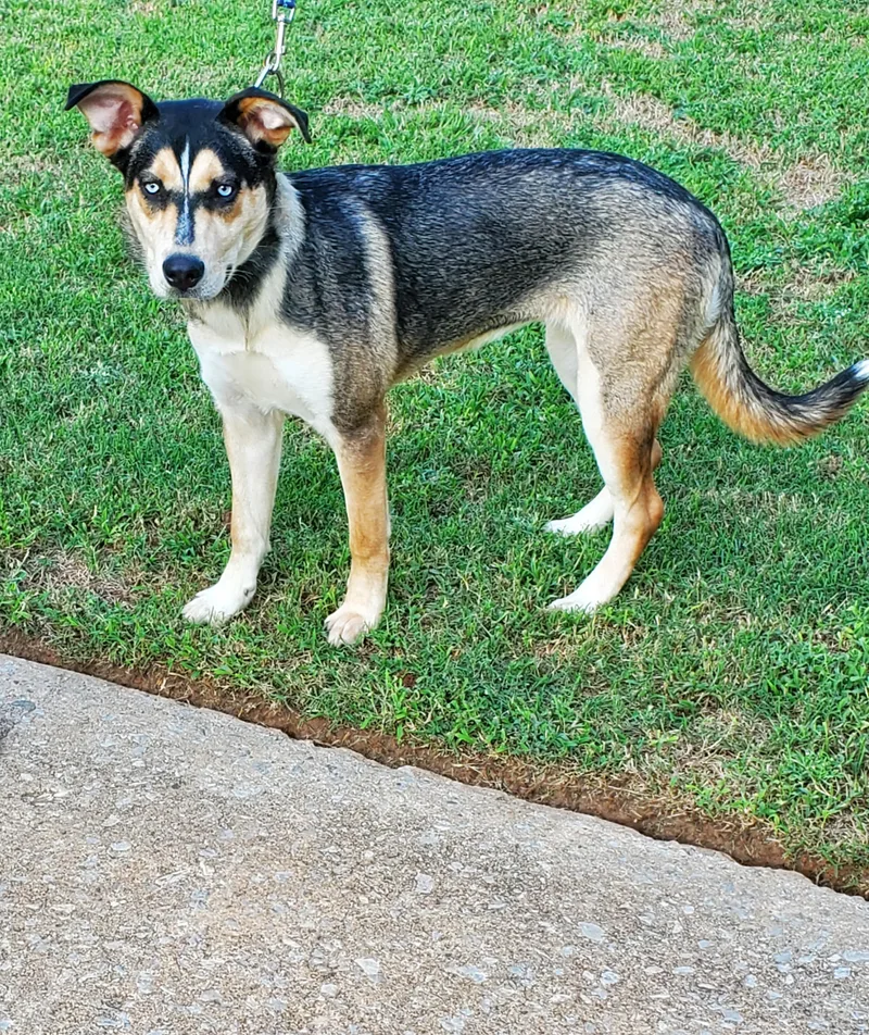 A young medium-sized female Siberian Husky dog named Missy for adoption in Choctaw, OK
