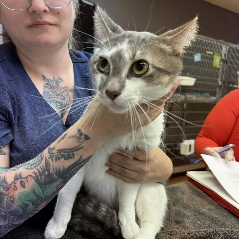 A baby medium-sized male Gray / Blue / Silver Domestic Short Hair cat named Menelaus for adoption in Madison, WI