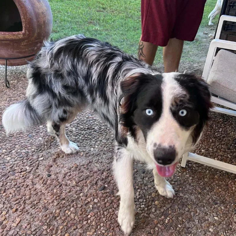 An adult medium-sized male Gray / Blue / Silver Australian Shepherd dog named Bandit Arriving  D for adoption in Princeton, MN