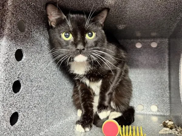 An adult medium-sized male Domestic Short Hair cat named Pocky for adoption in Ridgewood, NY