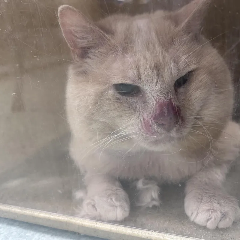 An adult large-sized male Orange / Red Domestic Short Hair cat named Morris for adoption in Philadelphia, PA