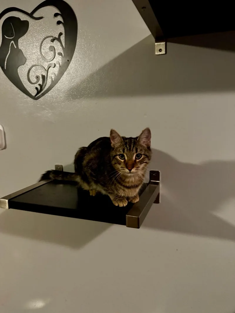 A young medium-sized male Tabby (Buff / Tan / Fawn) Tabby cat named Sassy for adoption in Kenhorst, PA