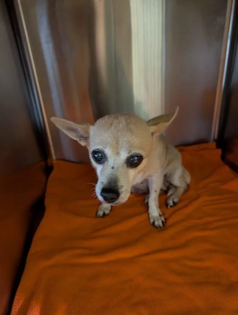 An adult small-sized female Chihuahua dog named BUNNY fka Burnadette for adoption in Bradenton, FL