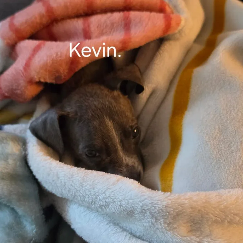 A baby small-sized male Gray / Blue / Silver Mixed Breed dog named Kevin for adoption in Rockville, MD