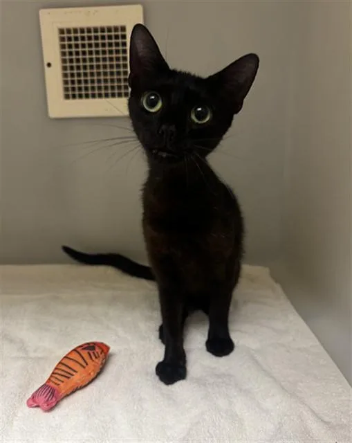 A young medium-sized female Domestic Short Hair cat named Gina for adoption in Statesville, NC