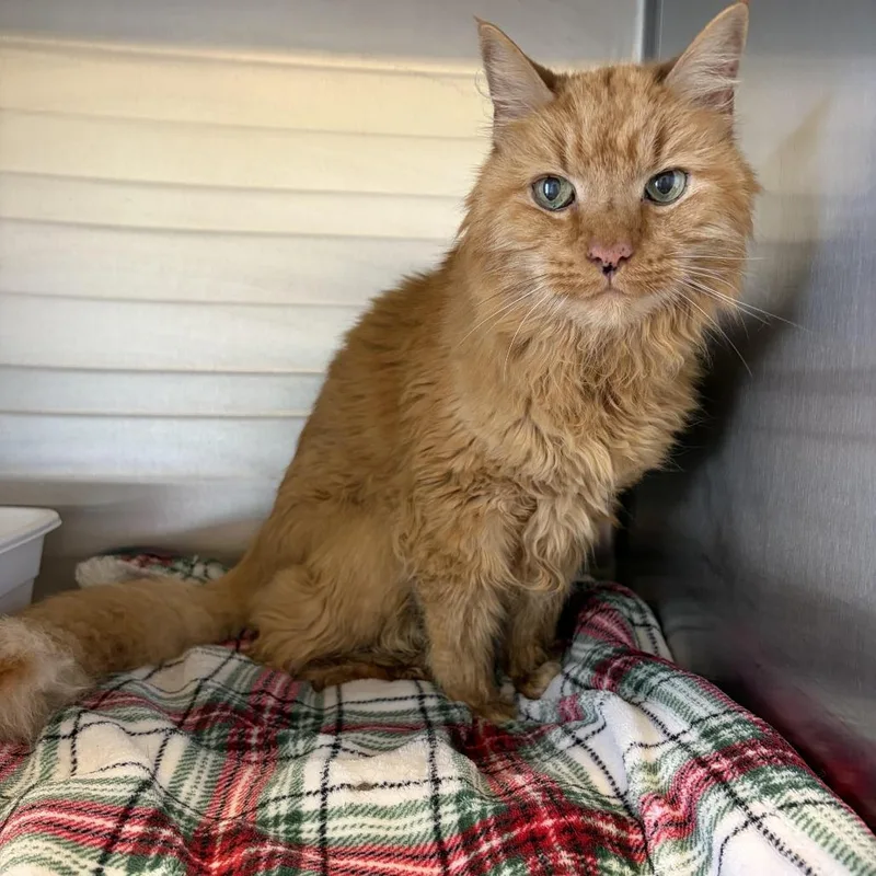 A senior small-sized male Orange / Red Domestic Medium Hair cat named Gerald for adoption in Concord, NH