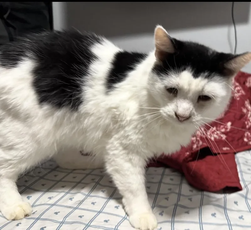 An adult medium-sized male Black Domestic Medium Hair cat named Frank for adoption in Maineville, OH