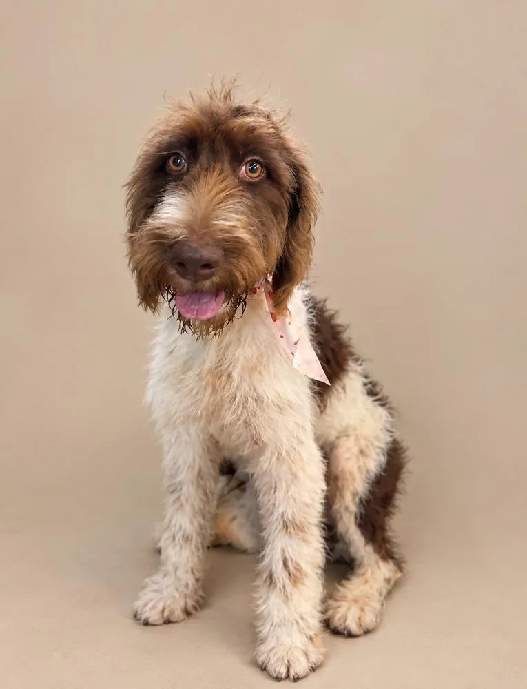 A baby medium-sized female German Shorthaired Pointer dog named Dovey for adoption in Statesboro, GA