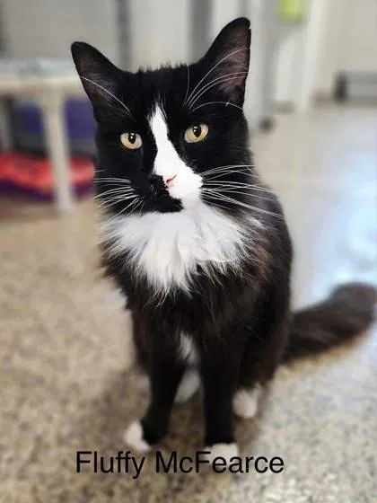 Fluffy Mcfierce thumbnail 2