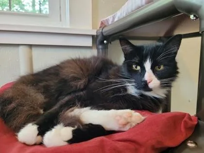 Fluffy Mcfierce thumbnail 3