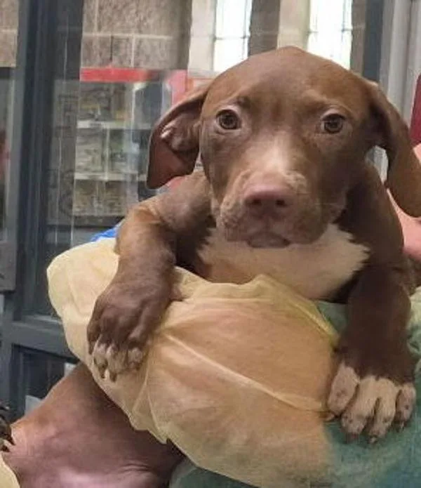 A baby medium-sized male Mixed Breed dog named Spiegel for adoption in New York, NY