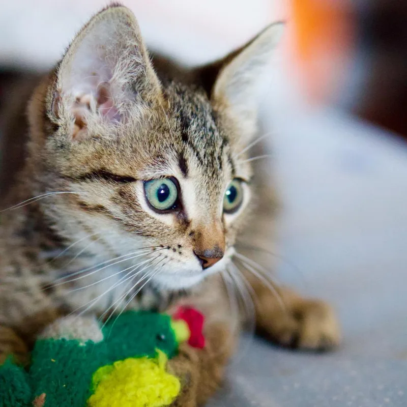 A baby small-sized male Gray / Blue / Silver Domestic Short Hair cat named Binx for adoption in Pacific Palisades, CA
