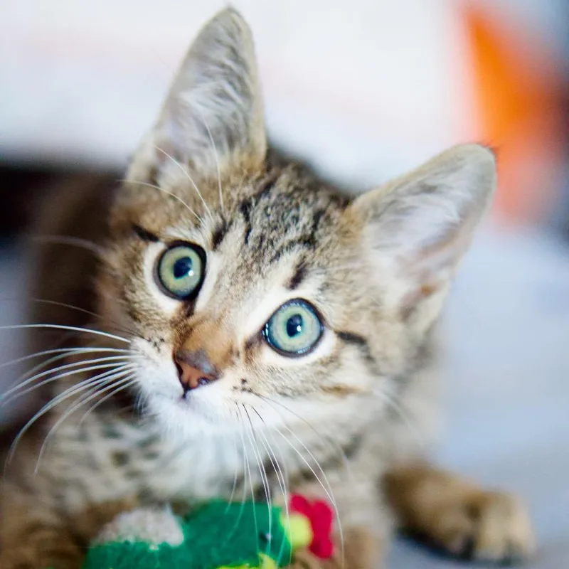 Binx thumbnail 2