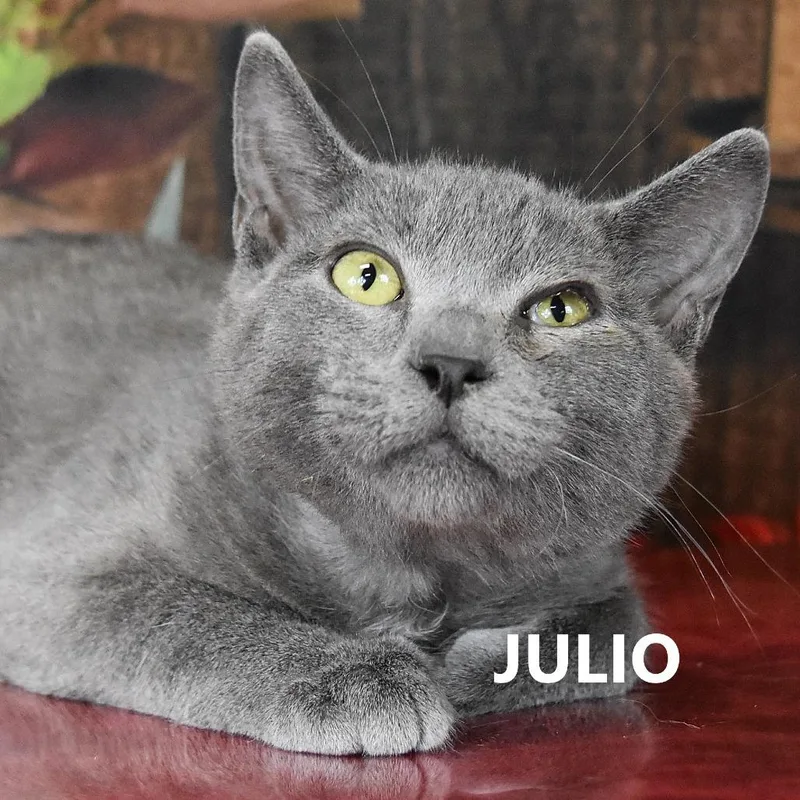 Julio