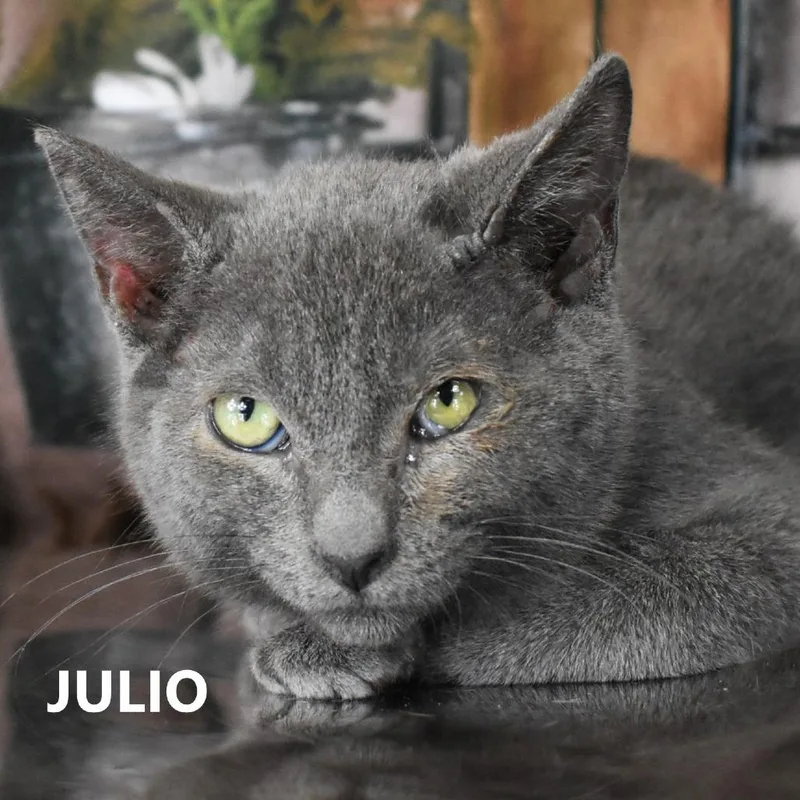 Julio thumbnail 3