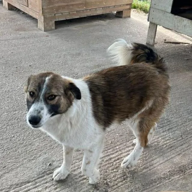 A young medium-sized female White / Cream Mountain Dog dog named Gena for adoption in Alexandria, VA