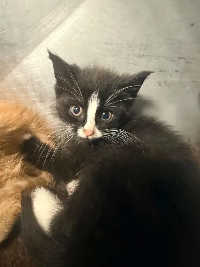 A baby medium-sized male Domestic Short Hair cat named Guiness for adoption in Huntington, IN