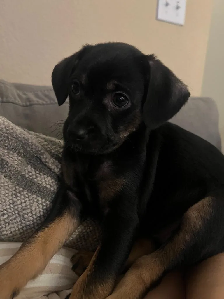 Hopscotch thumbnail 2