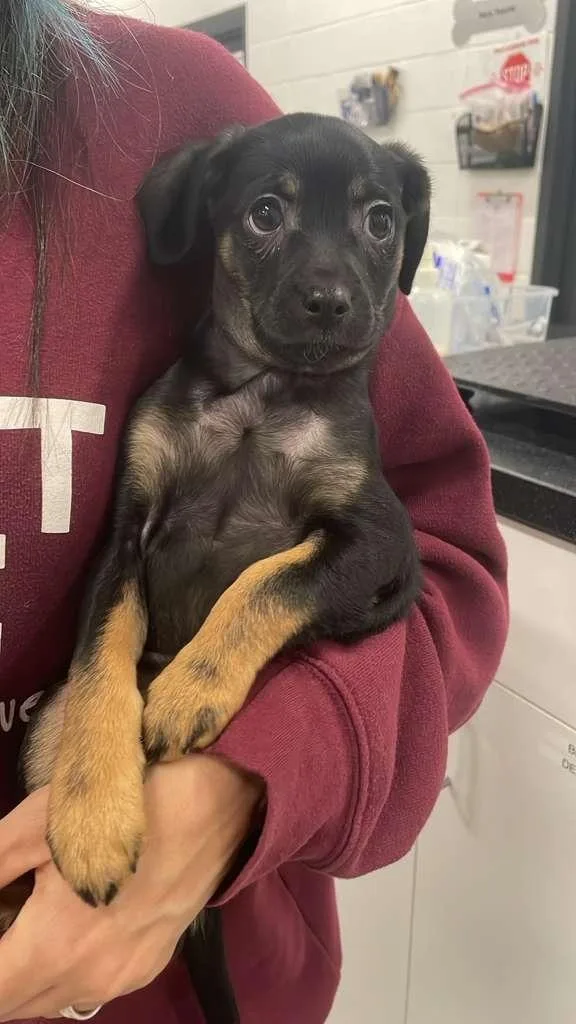 Hopscotch thumbnail 3