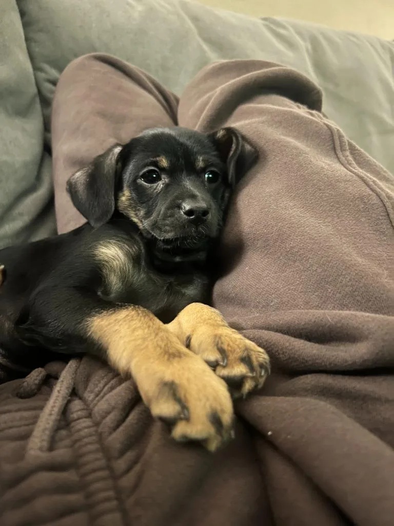 Hopscotch thumbnail 4