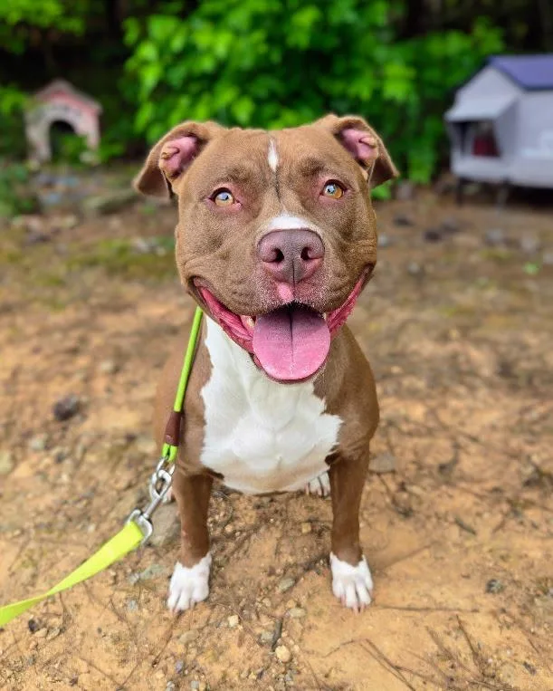 A young medium-sized female Pit Bull Terrier dog named Slinky for adoption in Douglasville, GA