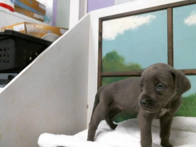 A baby small-sized male Staffordshire Bull Terrier dog named Koa for adoption in Houston, TX