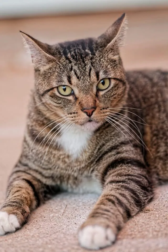 An adult medium-sized male Tabby (Brown / Chocolate) Domestic Short Hair cat named Mr Biscuit for adoption in Tuttle, OK