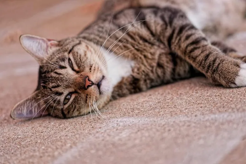 Mr Biscuit thumbnail 3