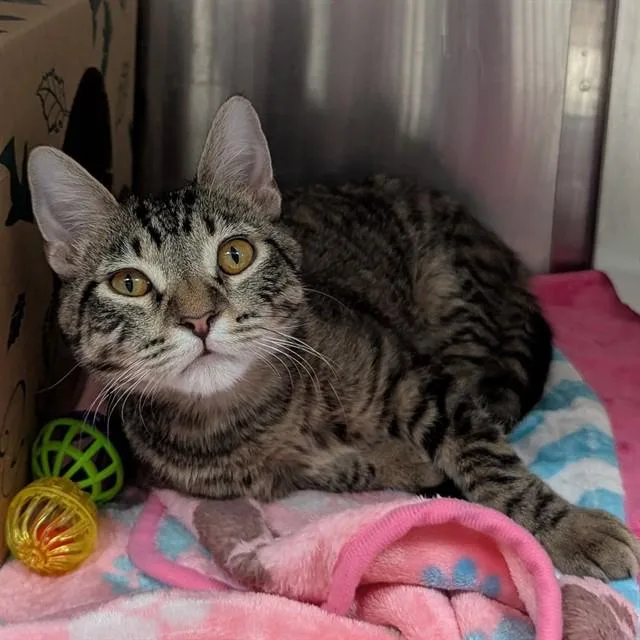 A young small-sized male Domestic Short Hair cat named Anubis for adoption in Olivette, MO