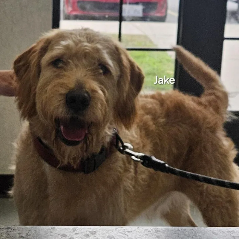 An adult large-sized male Golden Mixed Breed dog named Jake for adoption in Ballston Spa, NY