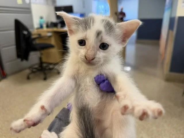 A baby small-sized male Domestic Short Hair cat named Tank for adoption in Miami, FL