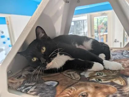 An adult medium-sized female Domestic Short Hair cat named Mallow for adoption in Sultan, WA