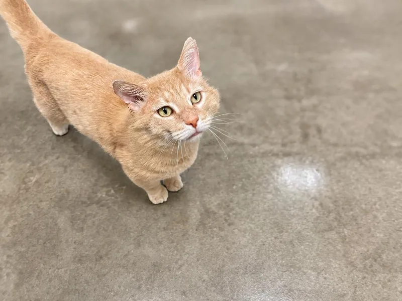 An adult medium-sized male Domestic Short Hair cat named Julius for adoption in Raleigh, NC