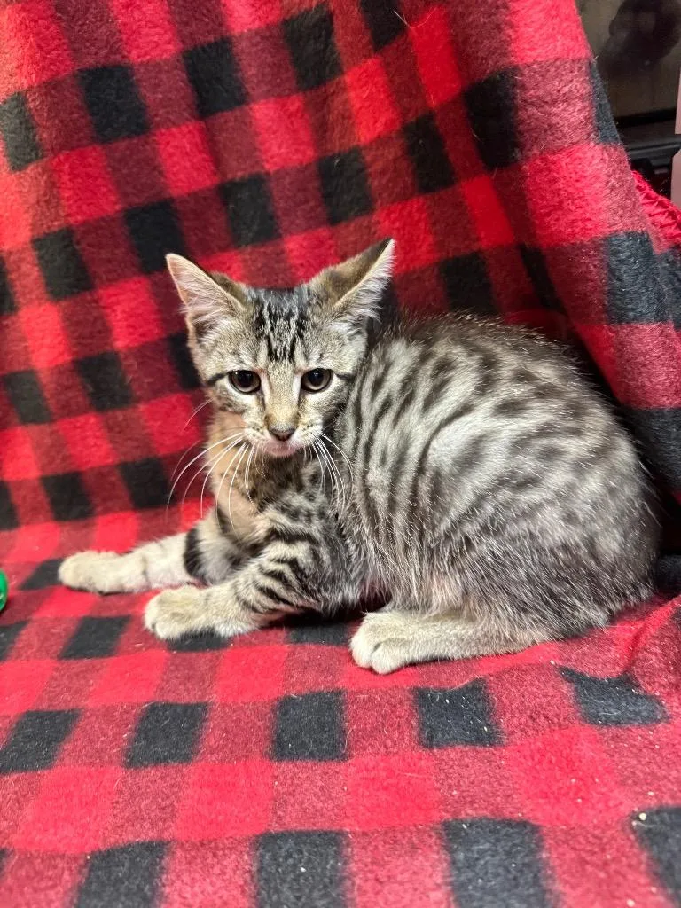 A baby medium-sized female Domestic Short Hair cat named Haddock for adoption in Shelbyville, TN