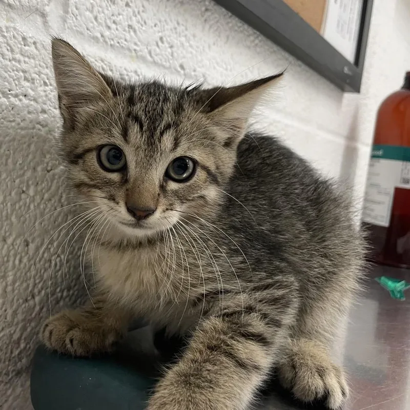A baby small-sized male Black Domestic Short Hair cat named Keaton for adoption in Edinburg, TX