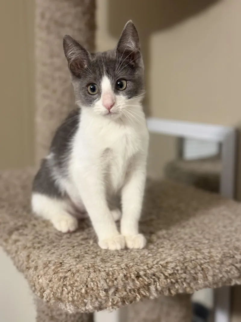A baby medium-sized female Gray & White Domestic Short Hair cat named Oakley for adoption in Magnolia, TX