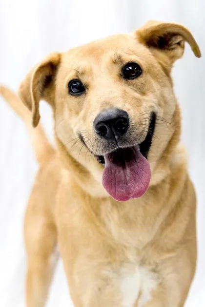 An adult medium-sized female Yellow / Tan / Blond / Fawn Labrador Retriever dog named Desi for adoption in Conway, AR