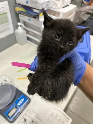 A baby small-sized female Domestic Short Hair cat named Kiara for adoption in San Martin, CA