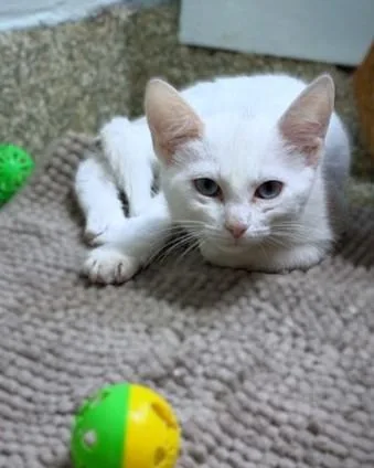 A baby small-sized female Domestic Short Hair cat named Muffin for adoption in Washington, DC