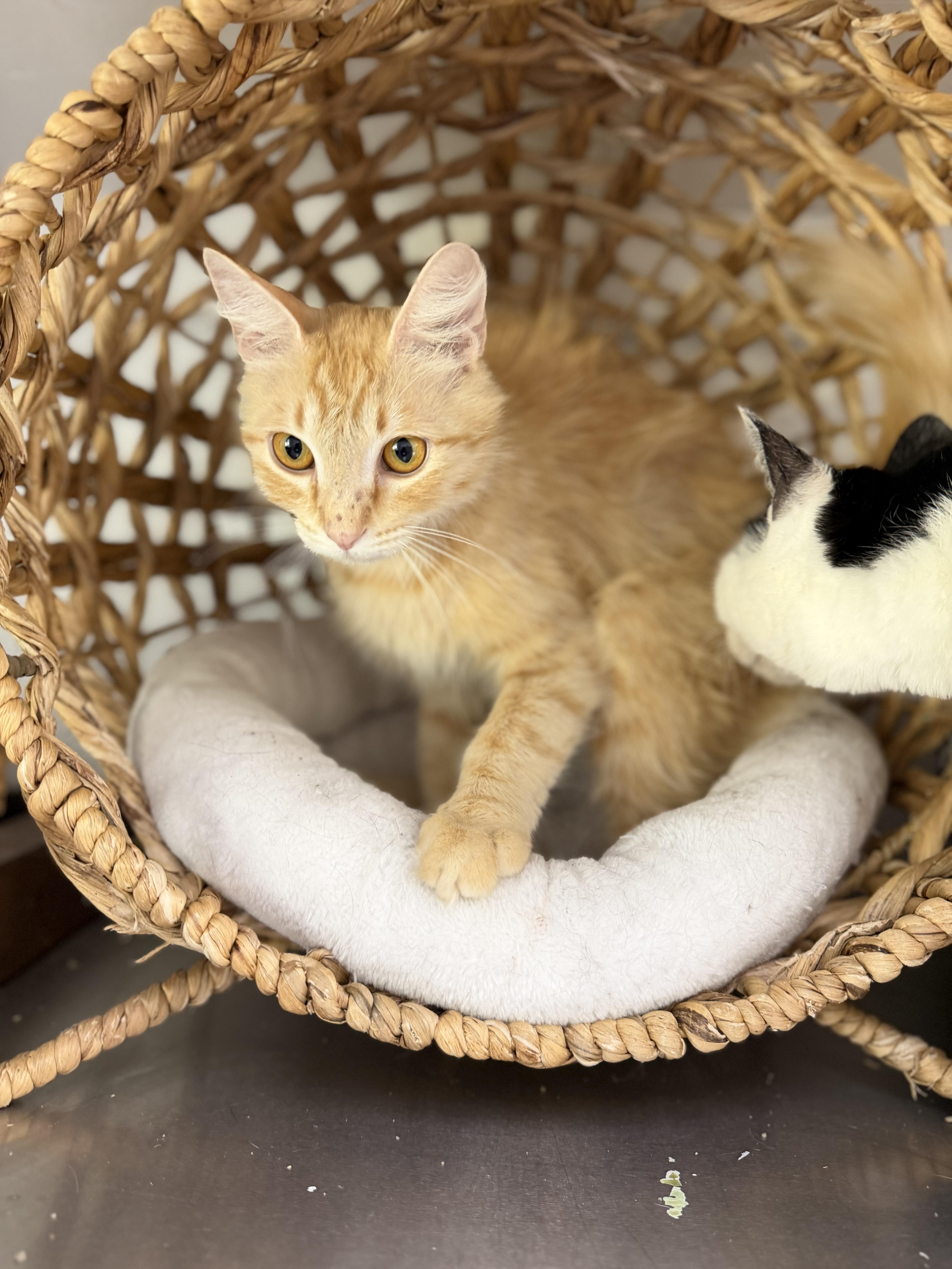 A young medium-sized female Tabby (Orange / Red) Domestic Long Hair cat named Nacho for adoption in Sonora, CA