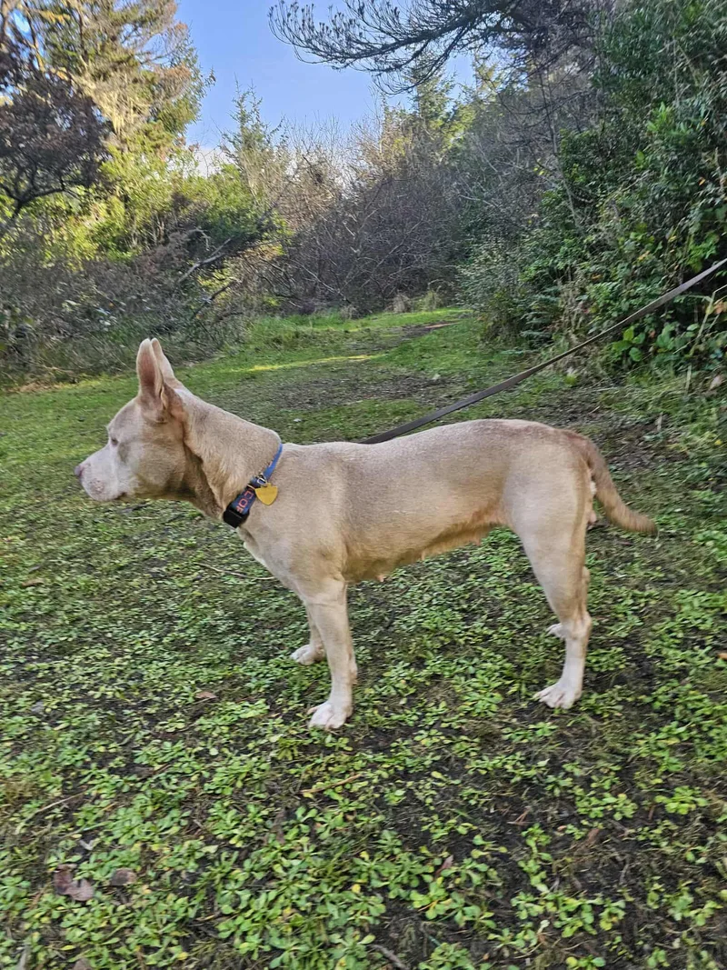 An adult medium-sized female Pit Bull Terrier dog named Ginny for adoption in Crescent city, CA