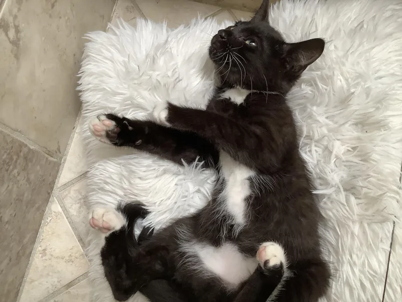 A baby medium-sized male Black & White / Tuxedo Tuxedo cat named Tux Deluxe for adoption in Stockton, CA