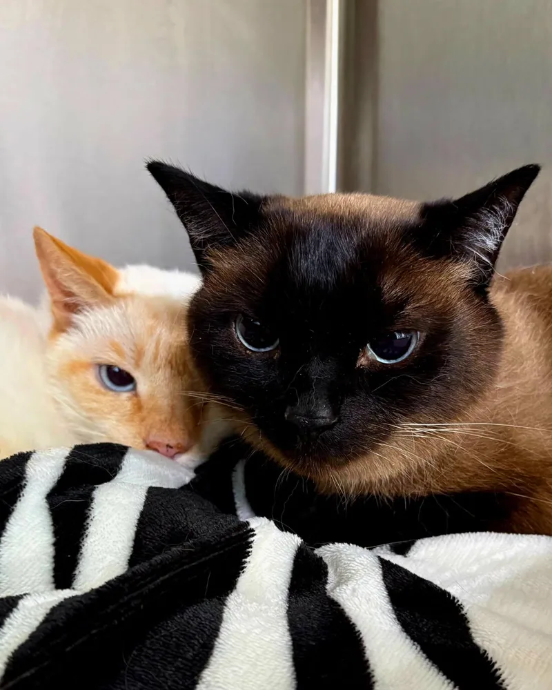 Clyde Bonded with Bonnie